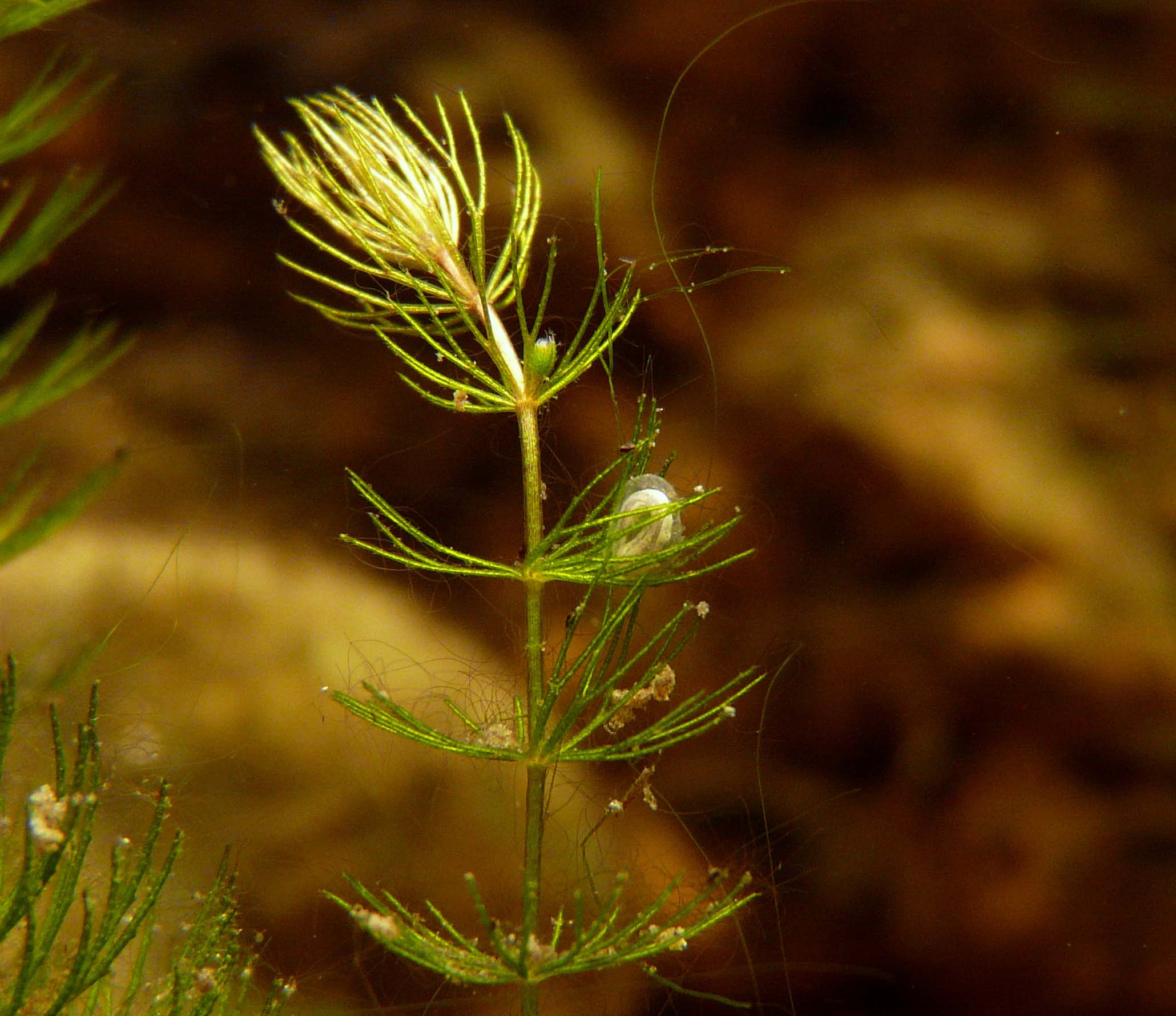 I Terracquari del Centro di Entomologia - Piombino (LI)